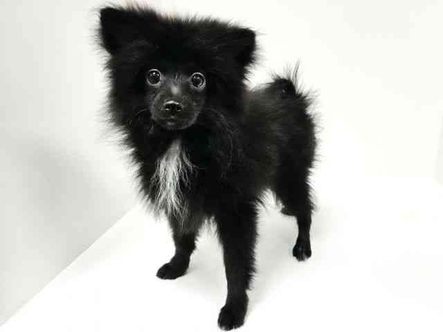 愛知県のポメラニアン (ひごペットフレンドリーヴィアモール アピタ江南西店/2025年8月4日生まれ/男の子/ブラックホワイト)の子犬の3枚目の画像