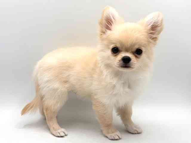 奈良県のチワワ(ロング) (ひごペットフレンドリー田原本店/2025年8月6日生まれ/男の子/クリーム)の子犬の3枚目の画像