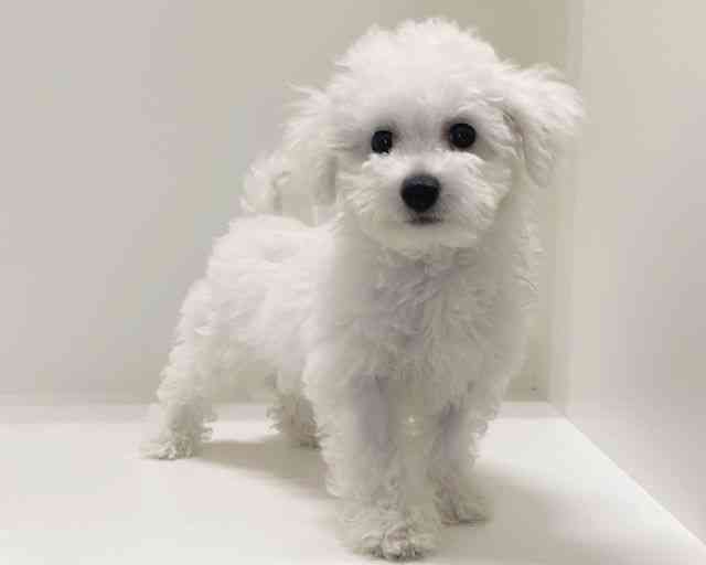 兵庫県のビションフリーゼ (ひごペットフレンドリーイトーヨーカドー明石店/2025年8月6日生まれ/男の子/ホワイト)の子犬の3枚目の画像