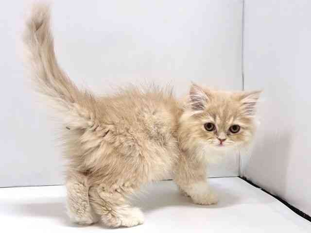 奈良県のエキゾチック (ひごペットフレンドリー奈良パワーシティ店/2025年8月5日生まれ/男の子/クリームタビーホワイト)の子猫の3枚目の画像