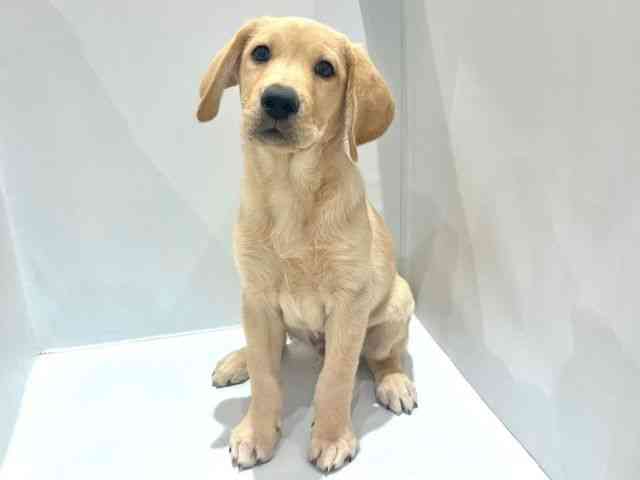 大阪府のラブラドールレトリーバー (ひごペットフレンドリーセブンパーク天美店/2025年8月6日生まれ/男の子/イエロー)の子犬の3枚目の画像