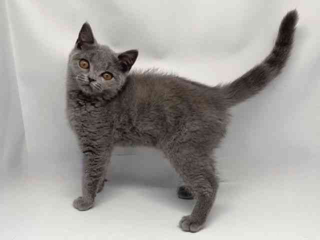 京都府のブリティッシュショートヘアー (ひごペットフレンドリー洛北阪急スクエア店/2025年8月2日生まれ/男の子/ブルー)の子猫の3枚目の画像
