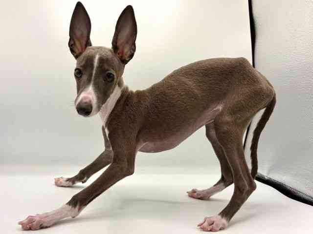 愛知県のイタリアングレーハウンド (ひごペットフレンドリープライムツリー赤池店/2025年8月4日生まれ/男の子/ブルーホワイト)の子犬の3枚目の画像