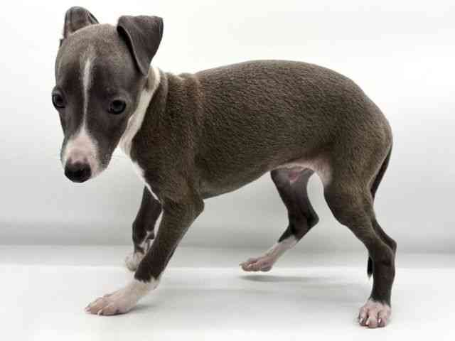 大阪府のイタリアングレーハウンド (ひごペットフレンドリーららぽーとEXPOCITY店/2025年8月4日生まれ/男の子/ブルーホワイト)の子犬の3枚目の画像