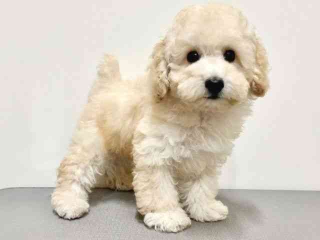 大阪府のトイプードル(トイ) (ひごペットフレンドリーイトーヨーカドー津久野店/2025年8月10日生まれ/男の子/クリーム)の子犬の3枚目の画像