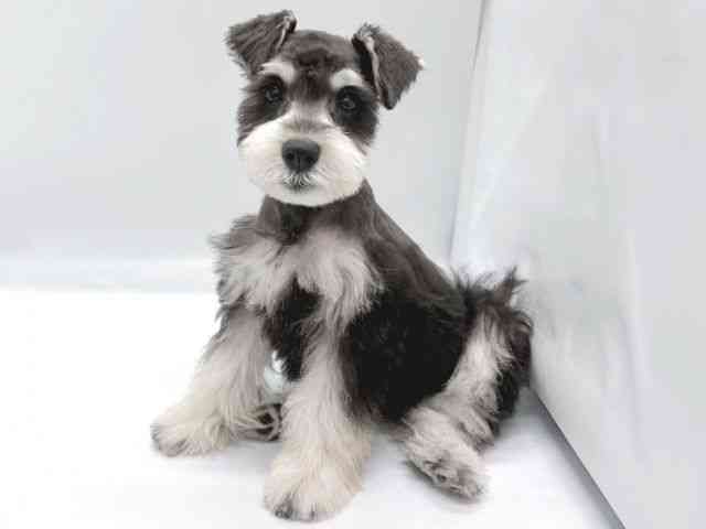 京都府のミニチュアシュナウザー (ひごペットフレンドリー京都店/2025年8月10日生まれ/女の子/ブラックシルバー)の子犬の3枚目の画像