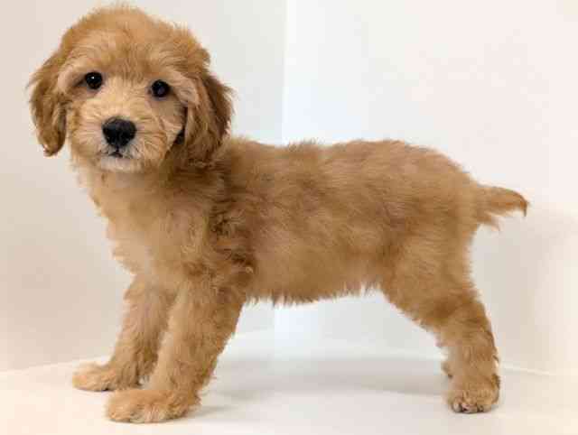 福岡県のトイプードル(トイ) (ひごペットフレンドリーリバーウォーク北九州店/2025年8月10日生まれ/女の子/レッド)の子犬の3枚目の画像