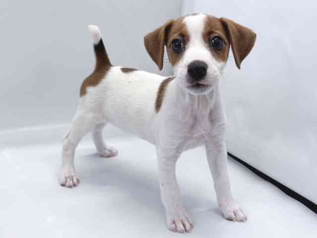 京都府のジャックラッセルテリア (ひごペットフレンドリー京都店/2025年8月10日生まれ/男の子/ホワイトタン)の子犬の3枚目の画像