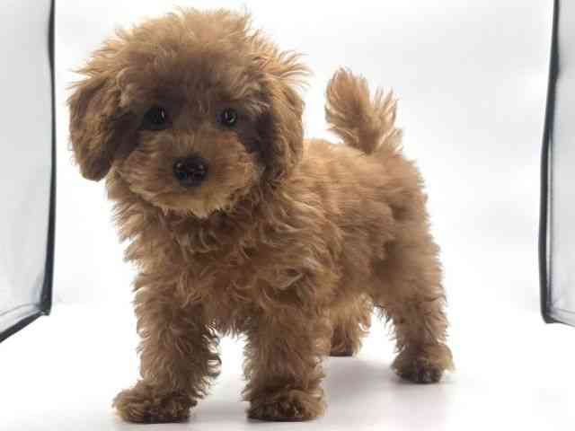 愛知県のトイプードル(トイ) (ひごペットフレンドリープライムツリー赤池店/2025年8月9日生まれ/男の子/レッド)の子犬の3枚目の画像