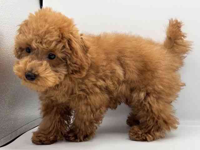 愛知県のトイプードル(トイ) (ひごペットフレンドリープライムツリー赤池店/2025年8月9日生まれ/男の子/レッド)の子犬の3枚目の画像