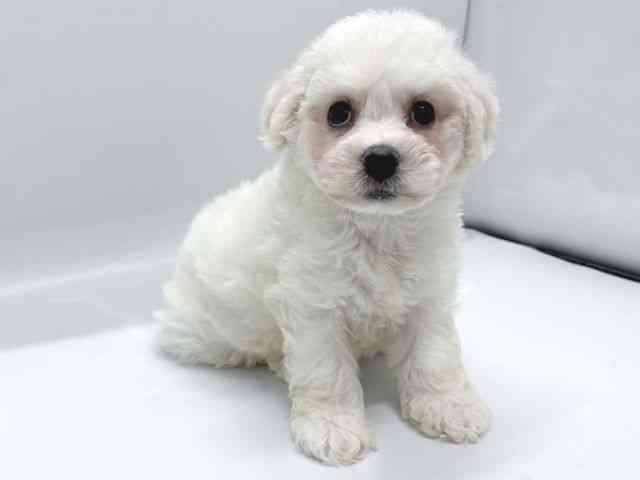 京都府のビションフリーゼ (ひごペットフレンドリー京都店/2025年8月10日生まれ/男の子/ホワイト)の子犬の3枚目の画像