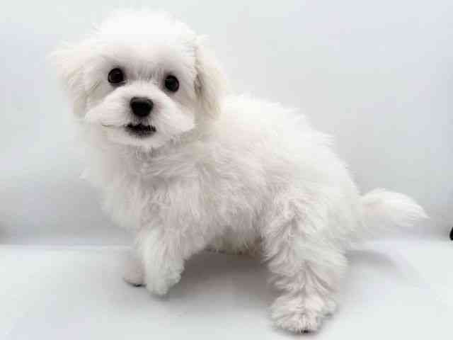 島根県のマルプー(マルチーズ×プードル) (ひごペットフレンドリーイオン松江ショッピングセンター店/2025年8月8日生まれ/女の子/ホワイト)の子犬の3枚目の画像