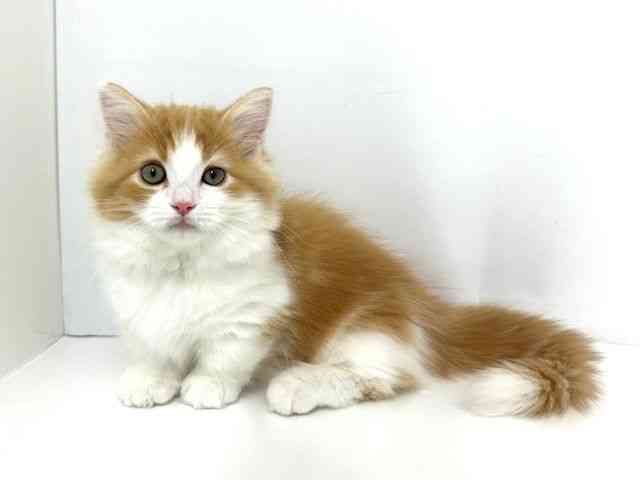 大阪府のミヌエット (ひごペットフレンドリーベルファⅡ都島店/2025年8月9日生まれ/男の子/レッドタビーホワイト)の子猫の3枚目の画像