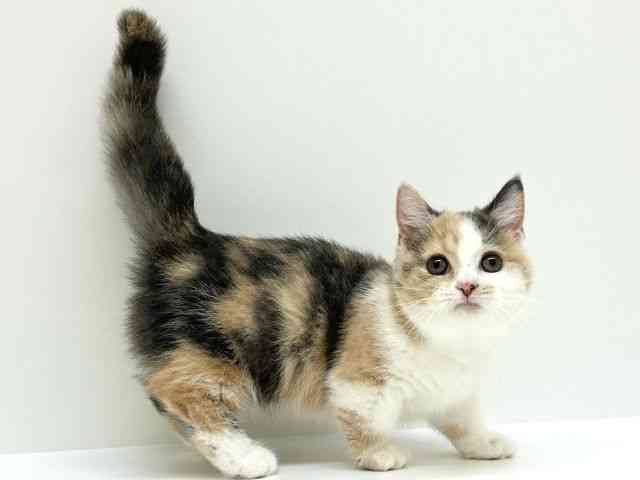 兵庫県のマンチカン (ひごペットフレンドリーブルメールHAT神戸店/2025年8月8日生まれ/女の子/ダイリュートキャリコ)の子猫の3枚目の画像