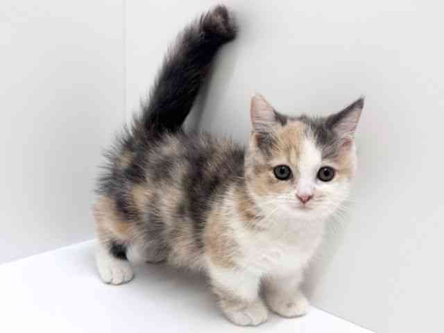 兵庫県のマンチカン (ひごペットフレンドリーブルメールHAT神戸店/2025年8月8日生まれ/女の子/ダイリュートキャリコ)の子猫の3枚目の画像