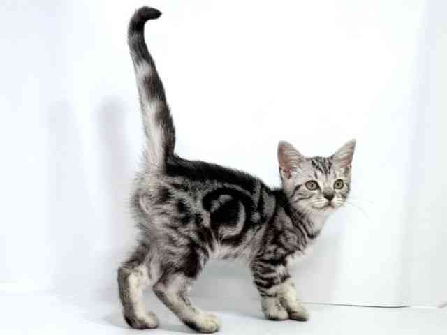 大阪府のアメリカンショートヘアー (ひごペットフレンドリーイオンそよら海老江店/2025年8月10日生まれ/男の子/シルバータビー)の子猫の3枚目の画像