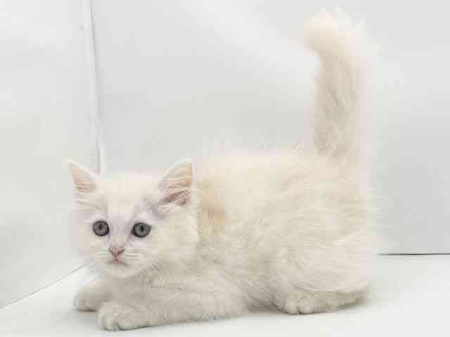 兵庫県のラガマフィン (ひごペットフレンドリークラウンパーク伊丹店/2025年8月10日生まれ/男の子/カメオタビーホワイト)の子猫の3枚目の画像
