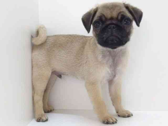 大阪府のパグ (ひごペットフレンドリーいこらもーる泉佐野店/2025年8月9日生まれ/男の子/フォーン)の子犬の3枚目の画像