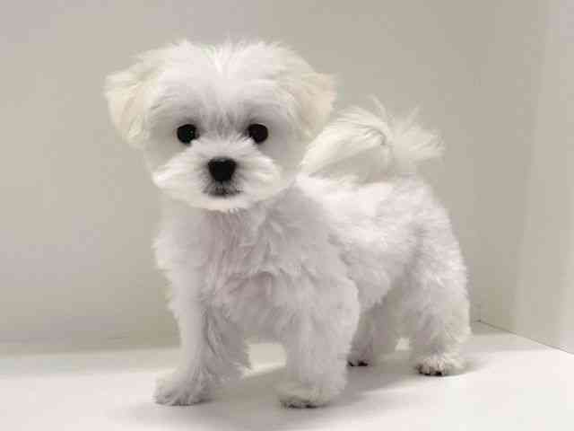 兵庫県のマルチーズ (ひごペットフレンドリーイトーヨーカドー明石店/2025年8月9日生まれ/女の子/ホワイト)の子犬の3枚目の画像