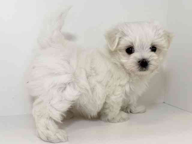 兵庫県のマルチーズ (ひごペットフレンドリーイトーヨーカドー明石店/2025年8月9日生まれ/女の子/ホワイト)の子犬の3枚目の画像