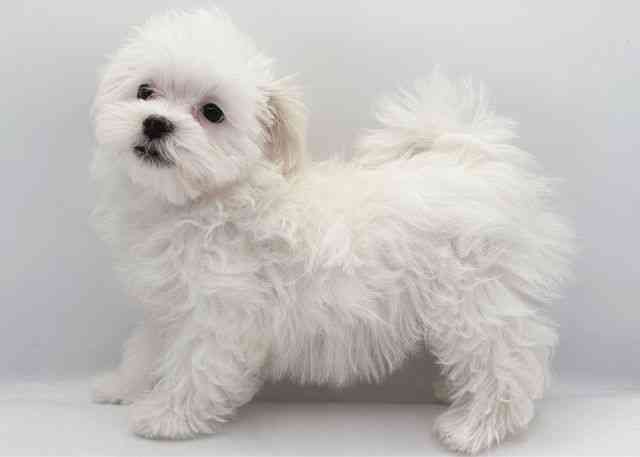 島根県のマルチーズ (ひごペットフレンドリーイオン松江ショッピングセンター店/2025年8月9日生まれ/女の子/ホワイト)の子犬の3枚目の画像