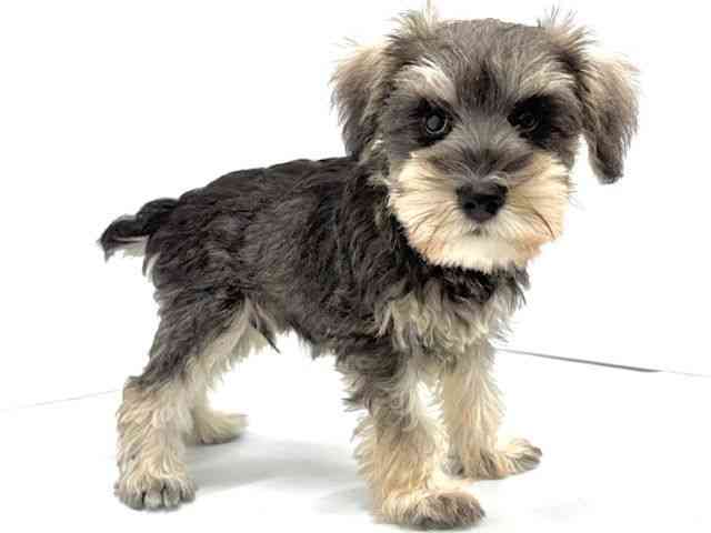 大阪府のミニチュアシュナウザー (ひごペットフレンドリーイオンタウン茨木太田店/2025年8月8日生まれ/男の子/ソルトペッパー)の子犬の3枚目の画像