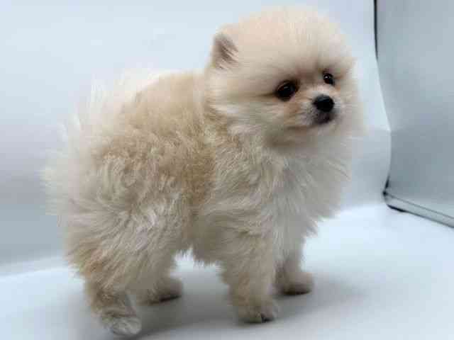香川県のポメラニアン (ひごペットフレンドリーゆめタウン高松店/2025年8月9日生まれ/男の子/クリーム)の子犬の3枚目の画像