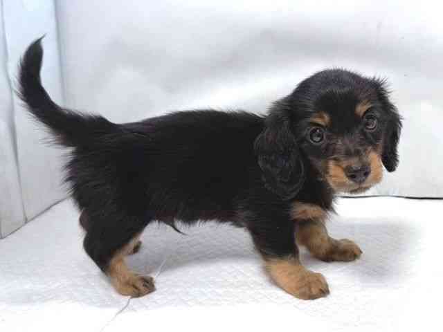 大阪府のミニチュアダックスフンド(ロング) (ひごペットフレンドリー堺プラットプラット店/2025年8月9日生まれ/男の子/ブラックタン)の子犬の3枚目の画像