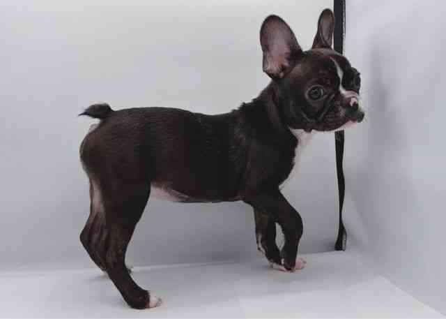 島根県のフレンチブルドッグ (ひごペットフレンドリーイオン松江ショッピングセンター店/2025年8月9日生まれ/女の子/ブリンドルホワイト)の子犬の3枚目の画像