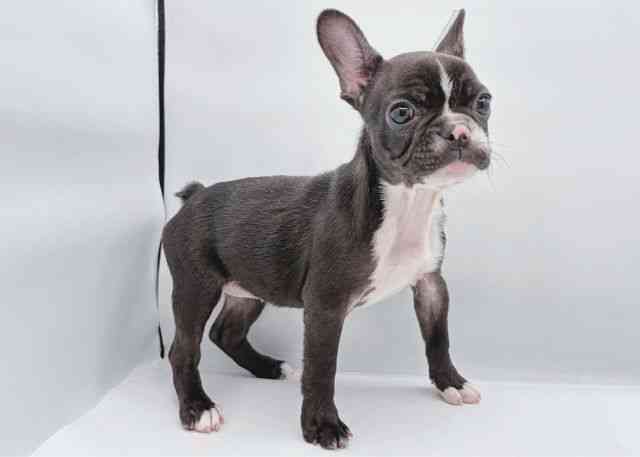 島根県のフレンチブルドッグ (ひごペットフレンドリーイオン松江ショッピングセンター店/2025年8月9日生まれ/女の子/ブリンドルホワイト)の子犬の3枚目の画像