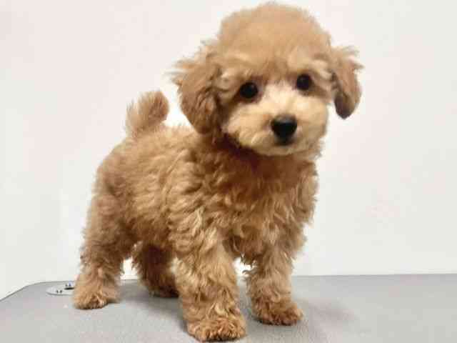 大阪府のトイプードル(トイ) (ひごペットフレンドリーイトーヨーカドー津久野店/2025年8月10日生まれ/男の子/レッド)の子犬の3枚目の画像