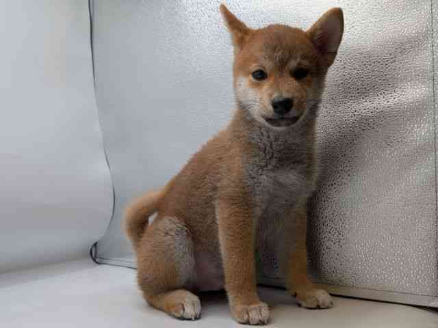 香川県の柴犬(標準サイズ) (ひごペットフレンドリーゆめタウン高松店/2025年8月9日生まれ/男の子/赤)の子犬の3枚目の画像