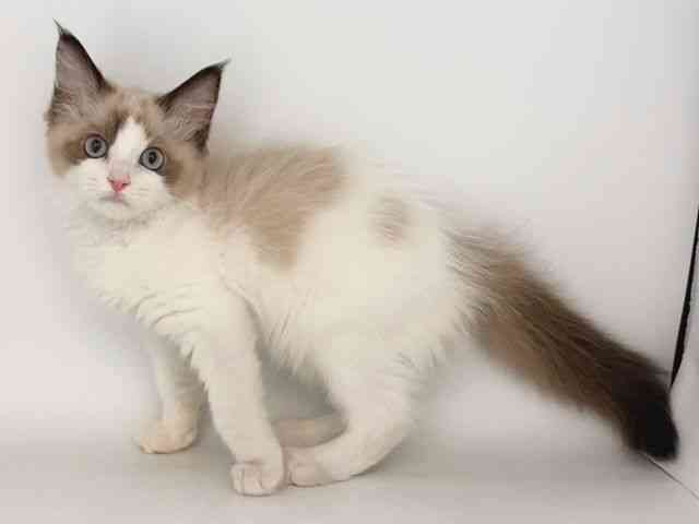 奈良県のラグドール (ひごペットフレンドリー田原本店/2025年8月5日生まれ/女の子/シールポイントバイカラー)の子猫の3枚目の画像