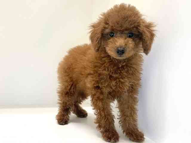 兵庫県のトイプードル(トイ) (ひごペットフレンドリーイトーヨーカドー明石店/2025年8月10日生まれ/女の子/レッド)の子犬の3枚目の画像