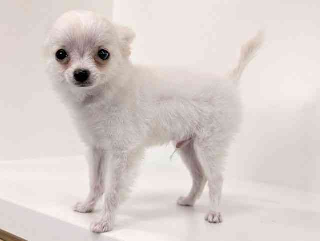 福岡県のチワワ(ロング) (ひごペットフレンドリーリバーウォーク北九州店/2025年8月8日生まれ/男の子/ホワイトクリーム)の子犬の3枚目の画像