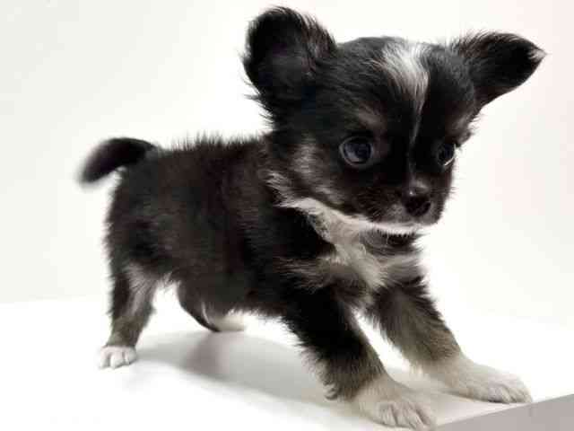 愛知県のチワワ(ロング) (ひごペットフレンドリーららぽーと名古屋みなとアクルス店/2025年8月8日生まれ/男の子/ブラックタンホワイト)の子犬の3枚目の画像