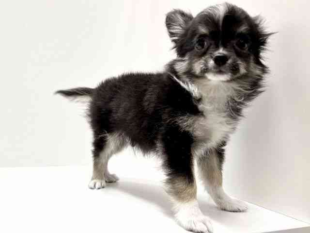 愛知県のチワワ(ロング) (ひごペットフレンドリーららぽーと名古屋みなとアクルス店/2025年8月8日生まれ/男の子/ブラックタンホワイト)の子犬の3枚目の画像