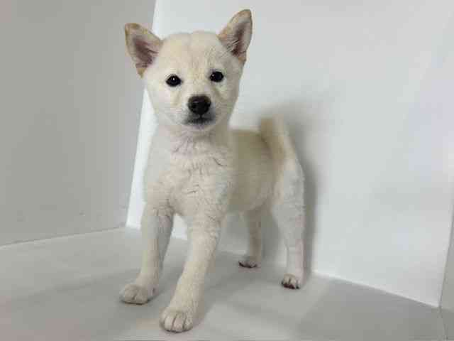 大阪府の柴犬(標準サイズ) (ひごペットフレンドリーアクロスプラザ住之江店/2025年8月4日生まれ/女の子/白)の子犬の3枚目の画像