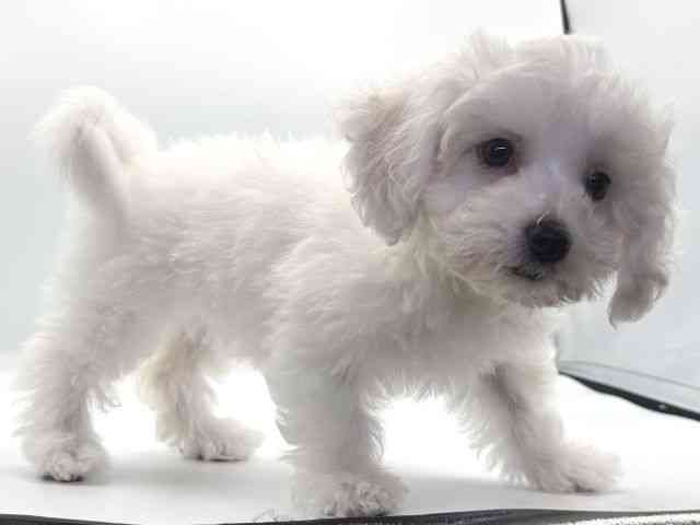 愛知県のビションフリーゼ (ひごペットフレンドリープライムツリー赤池店/2025年8月6日生まれ/女の子/ホワイト)の子犬の3枚目の画像