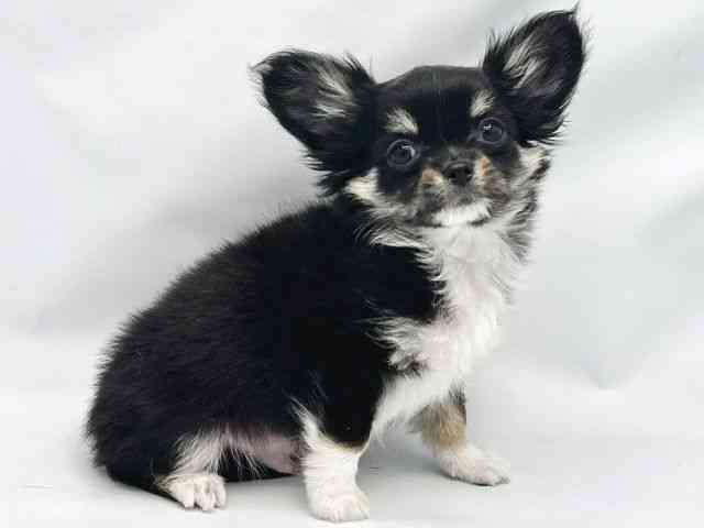 大阪府のチワワ(ロング) (ひごペットフレンドリーイトーヨーカドー津久野店/2025年8月8日生まれ/男の子/ブラックタンホワイト)の子犬の3枚目の画像