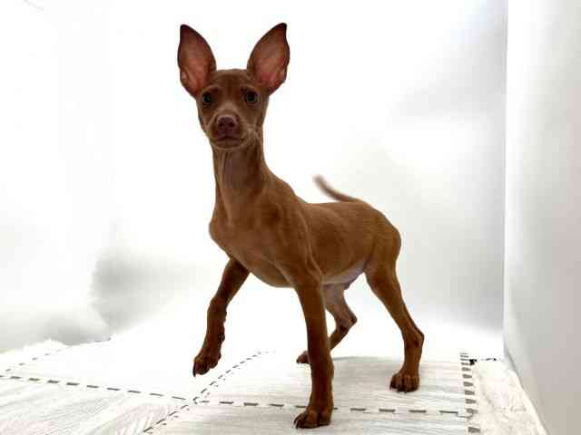 島根県のミニチュアピンシャー (ひごペットフレンドリーイオンモール出雲店/2025年8月5日生まれ/男の子/レッド)の子犬の3枚目の画像