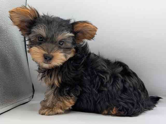 香川県のヨークシャーテリア (ひごペットフレンドリーゆめタウン高松店/2025年8月8日生まれ/男の子/スチールブルータン)の子犬の3枚目の画像