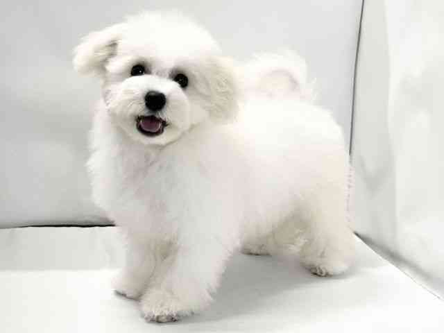 愛媛県のビションフリーゼ (ひごペットフレンドリーイオンモール今治新都市店/2025年8月10日生まれ/女の子/ホワイト)の子犬の3枚目の画像