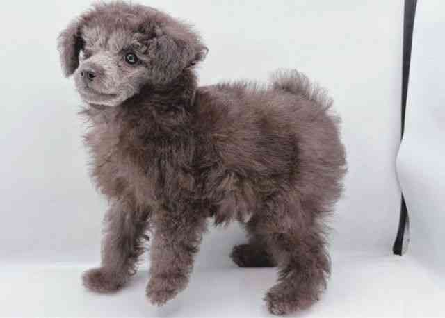 島根県のトイプードル(トイ) (ひごペットフレンドリーイオン松江ショッピングセンター店/2025年8月8日生まれ/男の子/シルバー)の子犬の3枚目の画像