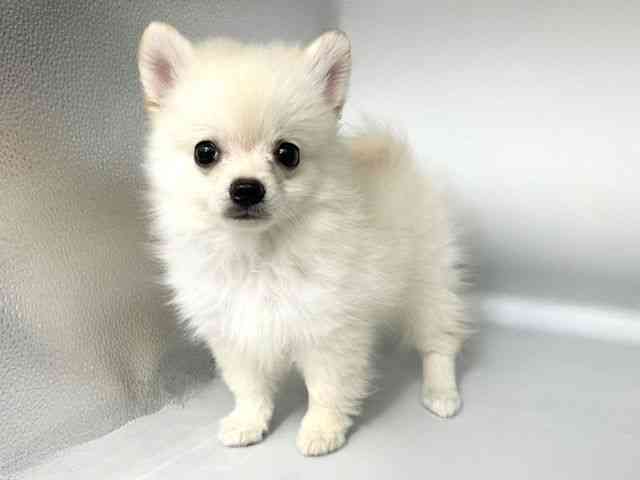 大阪府のポメチワ/チワポメ/ポメチー(ポメラニアン×チワワ) (ひごペットフレンドリー岸和田店/2025年8月10日生まれ/男の子/ホワイト)の子犬の3枚目の画像