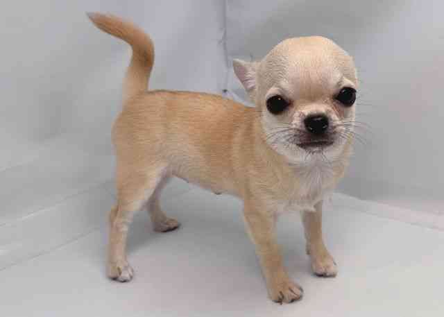 鳥取県のチワワ(スムース) (ひごペットフレンドリーイオンモール鳥取北店/2025年7月28日生まれ/女の子/クリーム)の子犬の3枚目の画像