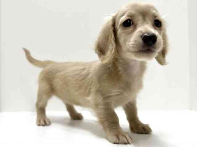 愛知県のミニチュアダックスフンド(ロング) (ひごペットフレンドリーららぽーと名古屋みなとアクルス店/2025年8月8日生まれ/女の子/イエロー)の子犬の3枚目の画像