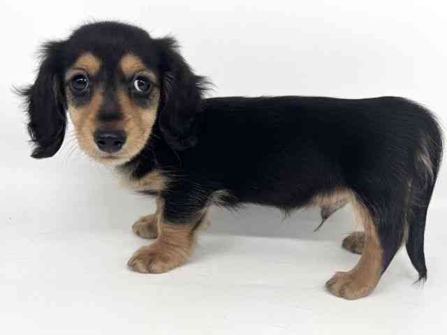 大阪府のミニチュアダックスフンド(ロング) (ひごペットフレンドリー瓜破店/2025年8月8日生まれ/男の子/ブラックタン)の子犬の3枚目の画像