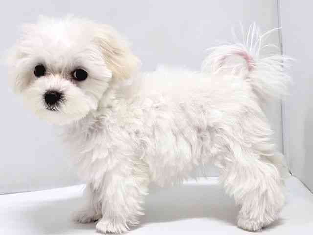 奈良県のマルチーズ (ひごペットフレンドリー奈良パワーシティ店/2025年8月6日生まれ/女の子/ホワイト)の子犬の3枚目の画像