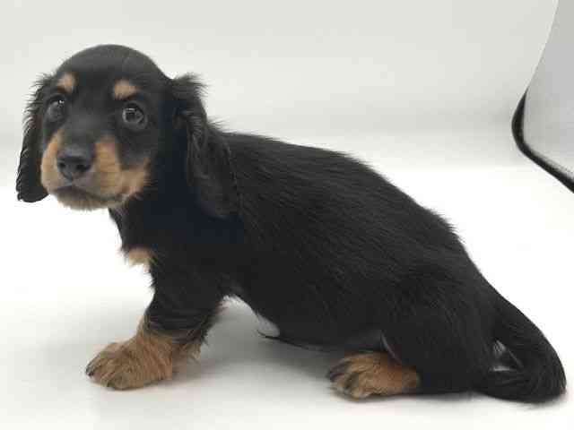 京都府のミニチュアダックスフンド(ロング) (ひごペットフレンドリーイオンモール高の原店/2025年8月9日生まれ/男の子/ブラックタン)の子犬の3枚目の画像